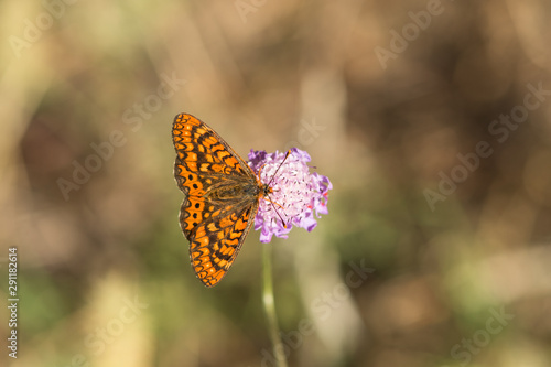 Marsh fritillary, Euphydryas aurinia Beckeri, Spain, Europa. photo