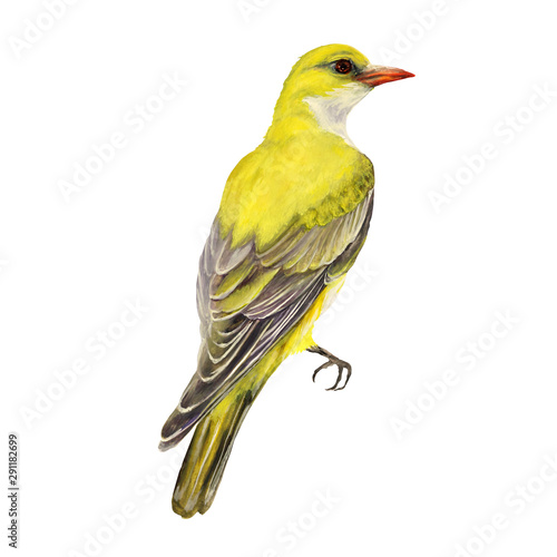 Oriole, yellow bird, watercolor illustration isolated on white background photo