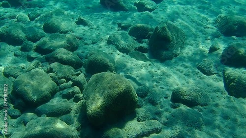 Sand steenbras or striped seabream (Lithognathus mormyrus) photo