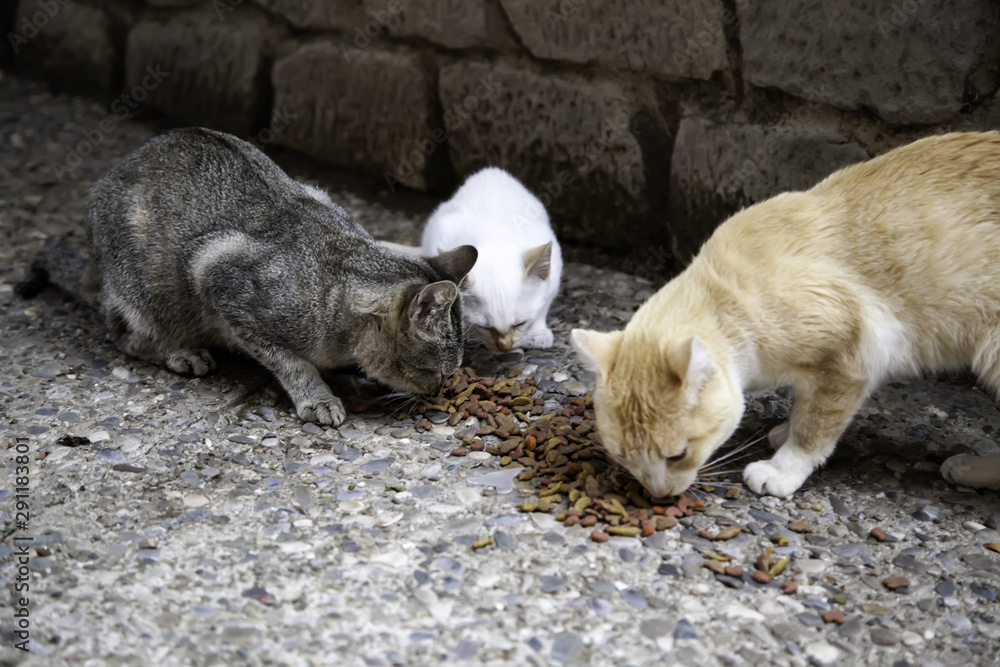 Fototapeta premium Cats abandoned street