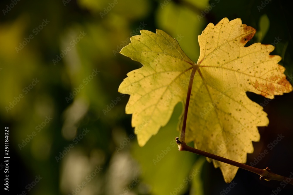 Feuille de vigne en automne Feuille de vigne en automne