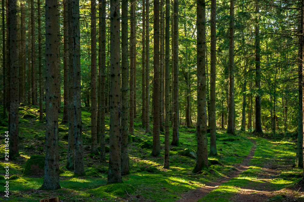 Obraz premium forest in the morning