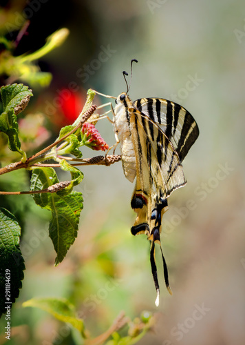 Southern Scarce Swallowtail, Iphiclides feisthamelii butterfly, feeding on Thyme. Spain.