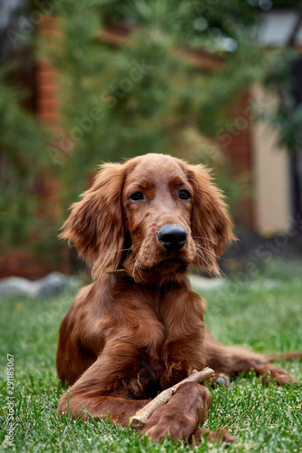 Irish setter puppy lies on the lawn grass. Irish setter red color. The dog guards the territory near the house. © samoilova