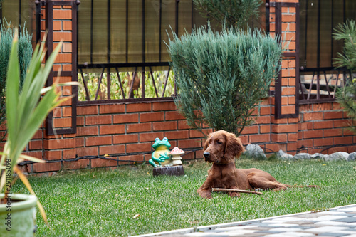 Irish setter puppy lies on the lawn grass. Irish setter red color. The dog guards the territory near the house.