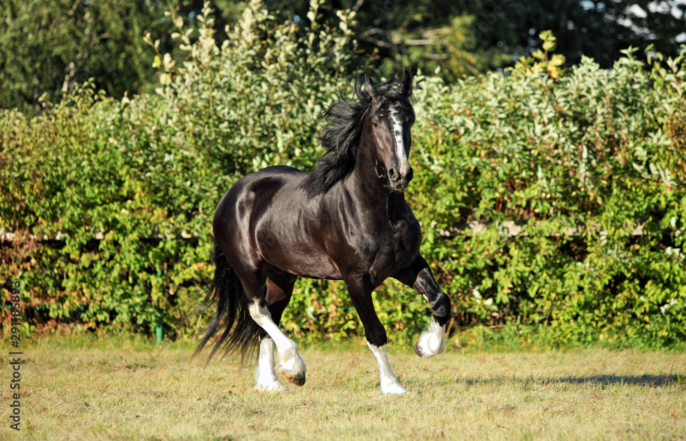 Shire horse. Black shire stallion galloping on a meadow