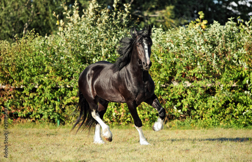 Obraz na płótnie Shire horse. Black shire stallion galloping on a meadow w salonie