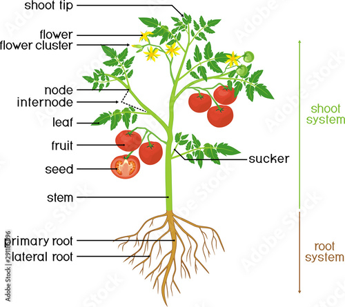 Parts of plant. Morphology of tomato plant with green leaves, red fruits, yellow flowers and root system isolated on white background with titles