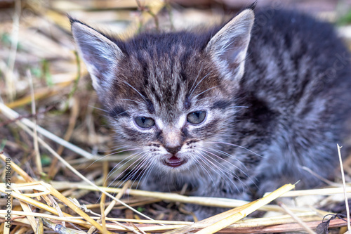 the countryside. in a straw a kitten of a gray color. shallow depth of field.