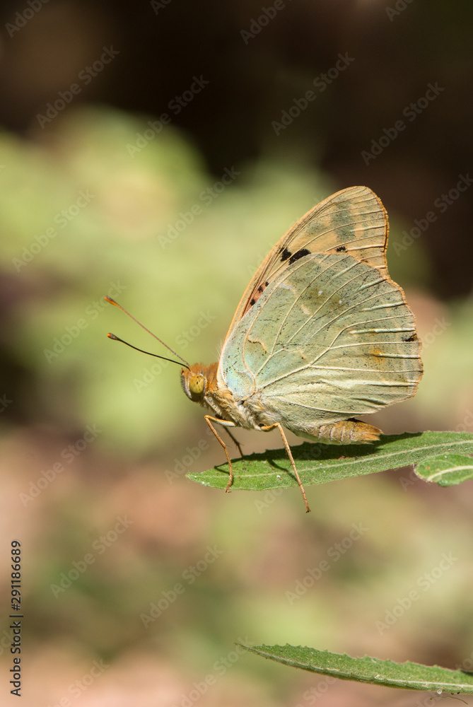 Cardinal butterfly, Argynnis pandora basking in sun on a green leaf. Cardinal butterfly, Argynnis pandora basking in sun on a green leaf.