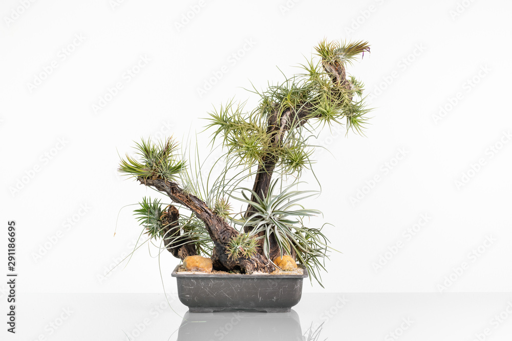 Tillandsia on the wine root Tillandsia on the wine root