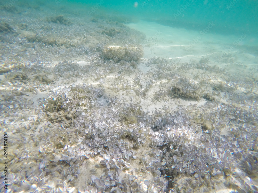 Underwater scene of marine life Underwater scene of marine life