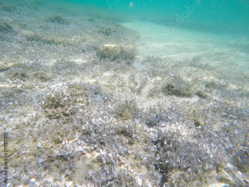 Underwater scene of marine life