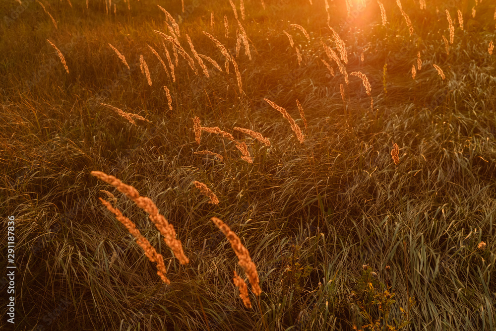 Meadow in Sunset Meadow in Sunset