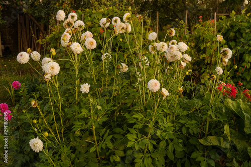 white dahlias in the garden