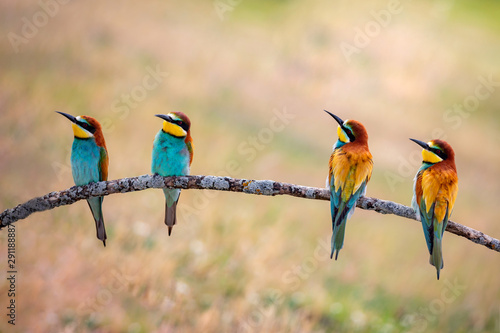 Meeting of four bee-eaters photo