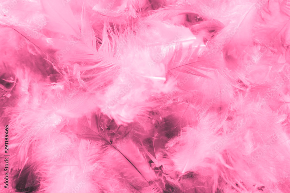 Beautiful closeup textures abstract colorful dark black white red and pink feathers and darkness white pattern feather background and wallpaper Beautiful closeup textures abstract colorful dark black white red and pink feathers and darkness white pattern feather background and wallpaper