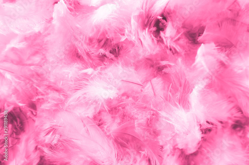 Beautiful closeup textures abstract colorful dark black white red and pink feathers and darkness white pattern feather background and wallpaper