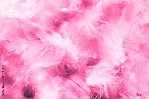 Beautiful closeup textures abstract colorful dark black white red and pink feathers and darkness white pattern feather background and wallpaper
