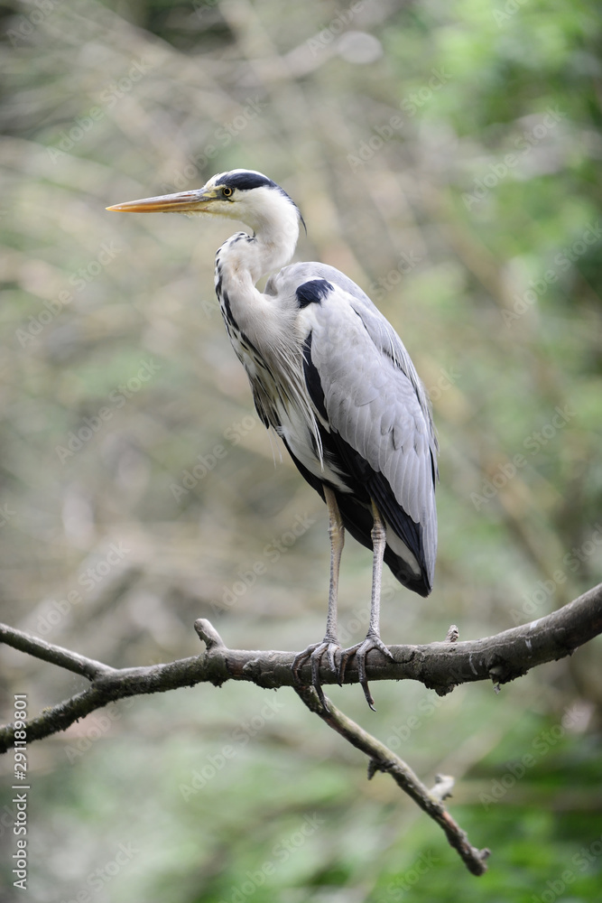 Fototapeta premium Close-up of a gray heron