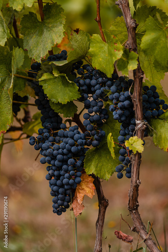 Bunches of ripe blue grapes ready for harvest in a vineyard in the Carpathians.
