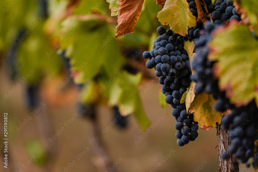 Naklejka premium Bunches of ripe grapes in a vineyard in the Carpathians.