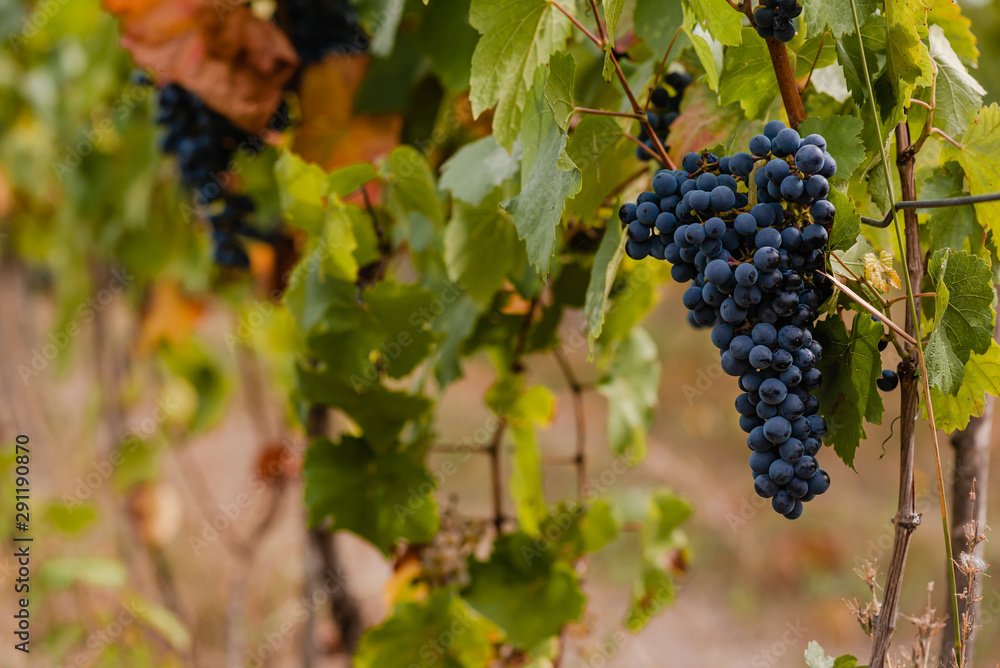 Bunches of ripe blue grapes on a vine in the Carpathians.