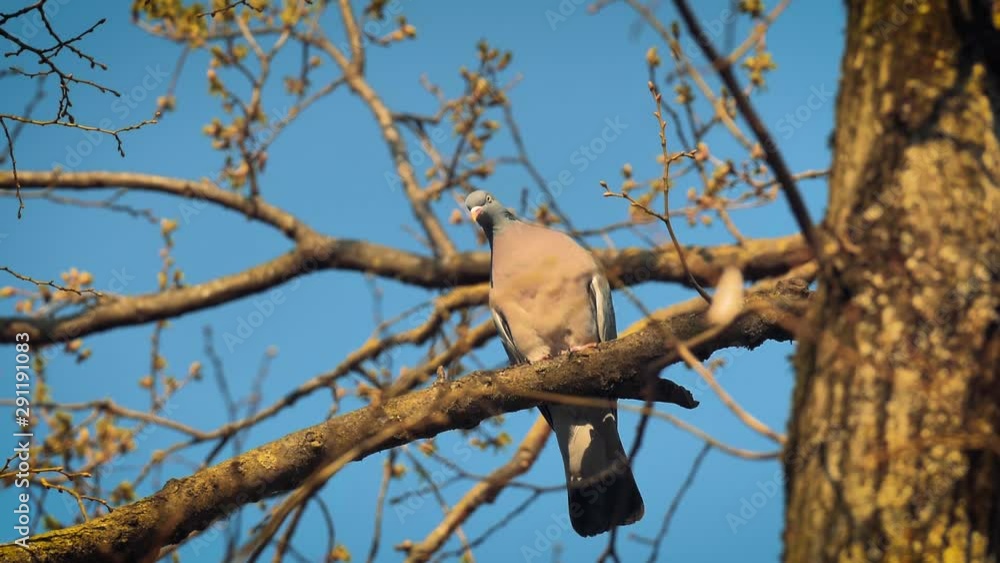 A dove perched on a tree branch looks like a painting against a blue sky in Adda, Italy. A dove perched on a tree branch looks like a painting against a blue sky in Adda, Italy.