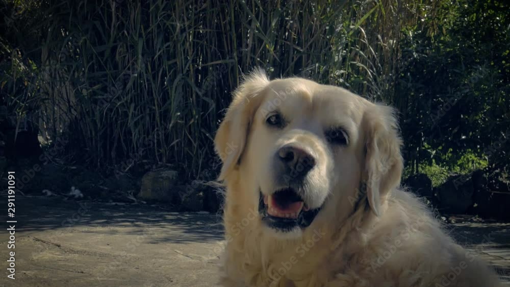 A female golden retriever looks around the yard of a house in Tenerife Canary Islands Spain. Slowmo, Medium shot. A female golden retriever looks around the yard of a house in Tenerife Canary Islands Spain. Slowmo, Medium shot.