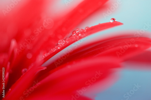 Macro flower in closeup. Fine art abstract.