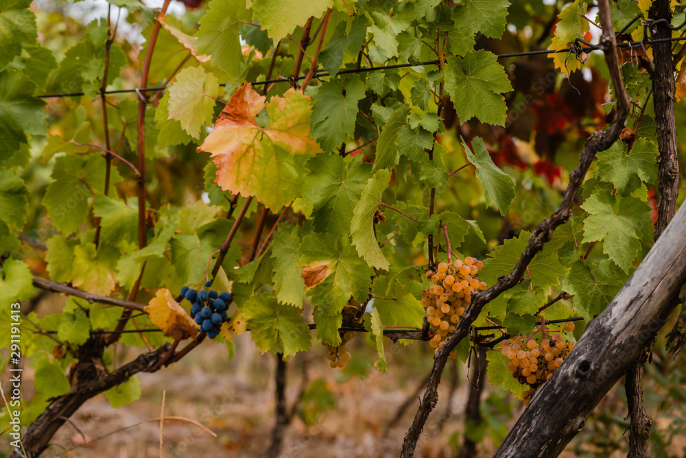 Ripe berries of white and blue grapes on the vines of an old vineyard. Ripe berries of white and blue grapes on the vines of an old vineyard.