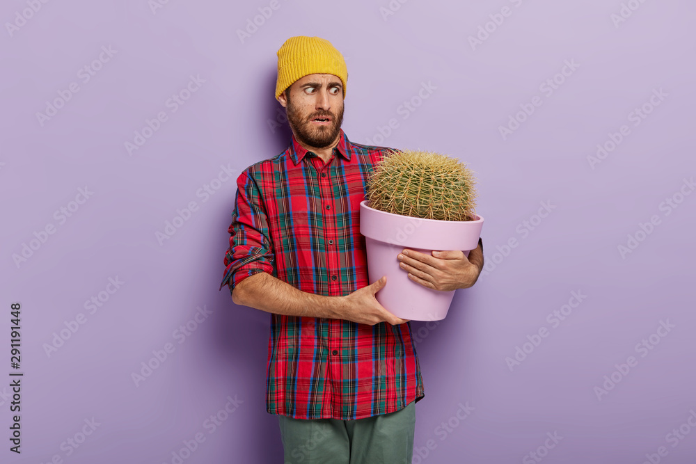 Photo of embarrassed European man holds pot with cactus, dressed in casual wear, has unhappy facial expression, poses against purple background. Upset guy cares about indoor plant, stands indoor Photo of embarrassed European man holds pot with cactus, dressed in casual wear, has unhappy facial expression, poses against purple background. Upset guy cares about indoor plant, stands indoor