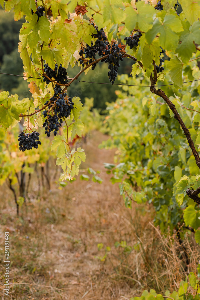 Bunches of ripe wine grapes. Autumn in a vineyard in the Carpathians.