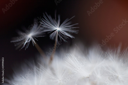 Macro flower in closeup. Fine art abstract.