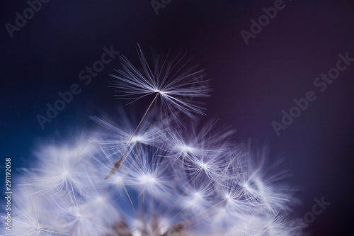 Macro flower in closeup. Fine art abstract.