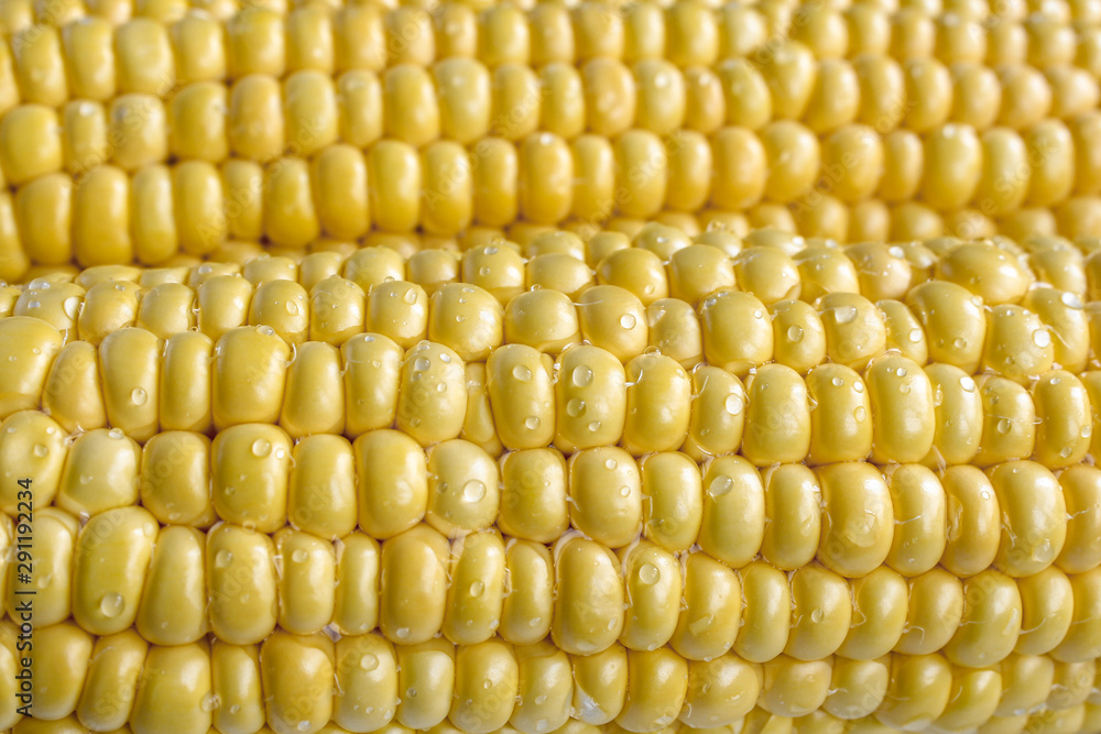Corn cob close up, yellow corn kernels background. Picture of ripe corn Corn cob close up, yellow corn kernels background. Picture of ripe corn