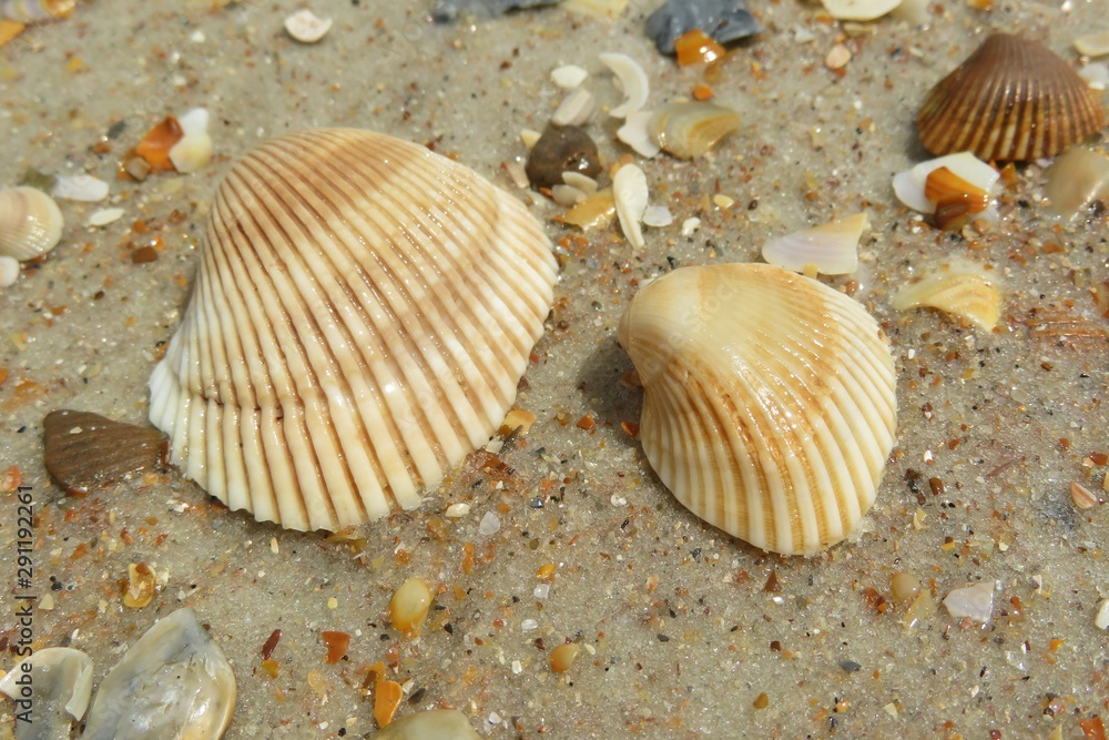 Seashells on the beach in Atlantic coast of North Florida Seashells on the beach in Atlantic coast of North Florida