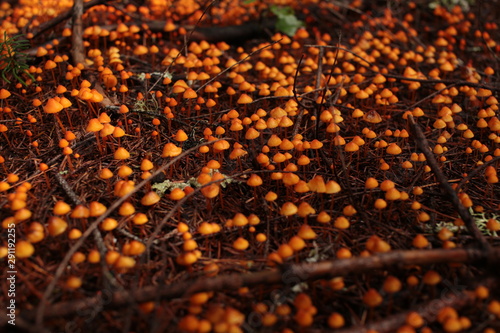 forest feel full of poison orange mushrooms 