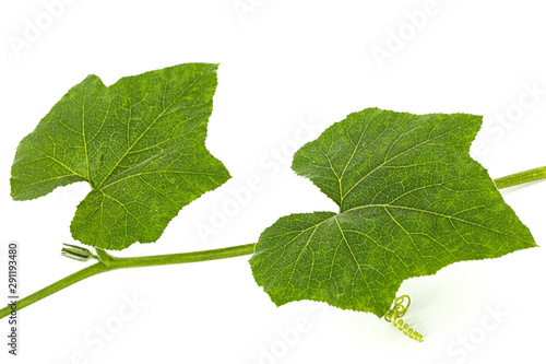 Green foliage of pumpkin, isolated on white background
