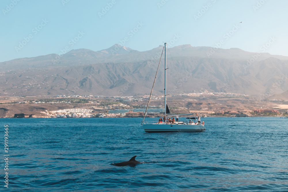 group of people on boat for whale watching tour looking at dolphin group of people on boat for whale watching tour looking at dolphin