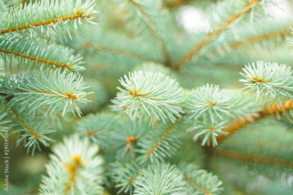 Silver blue spruce pine, fir tree branches outdoor close up Silver blue spruce pine, fir tree branches outdoor close up