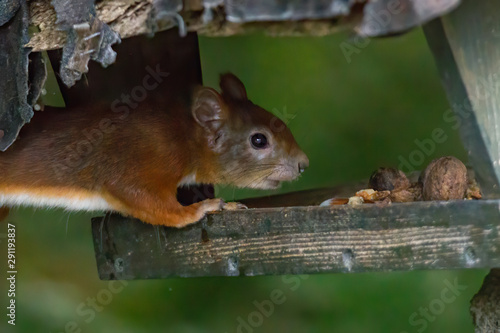 European brown squirrel in summer coat on a branch in the forest