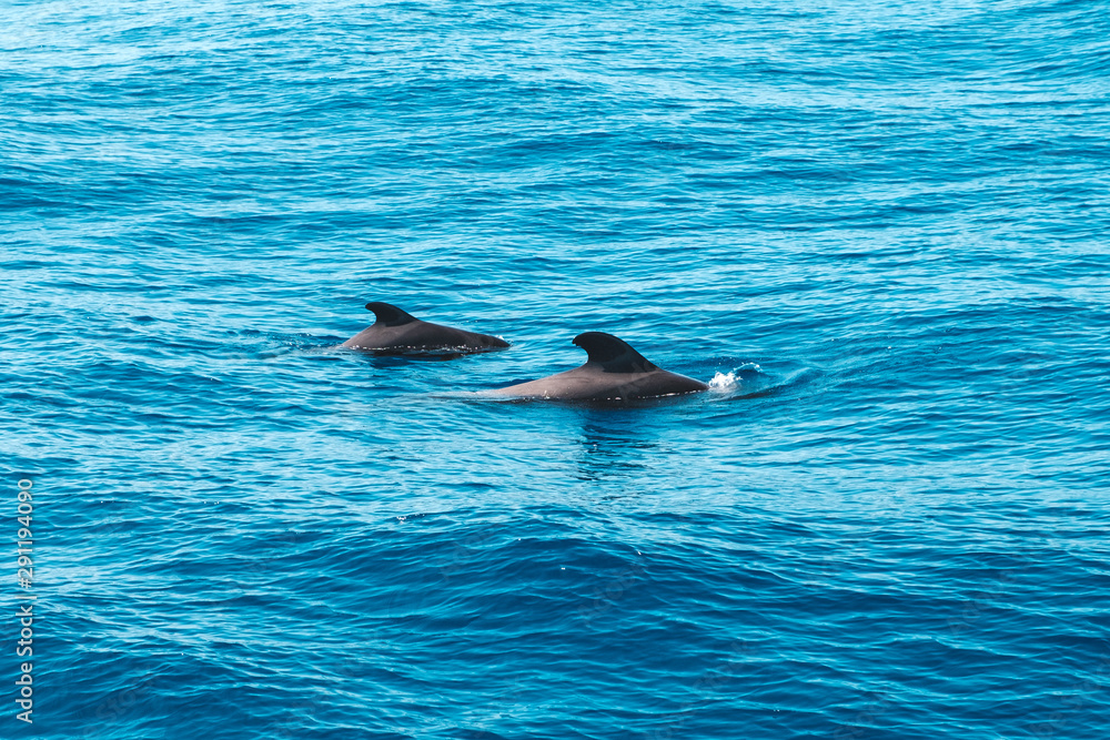 Naklejka premium two pilot whales in ocean looking like dolphins - whale watching