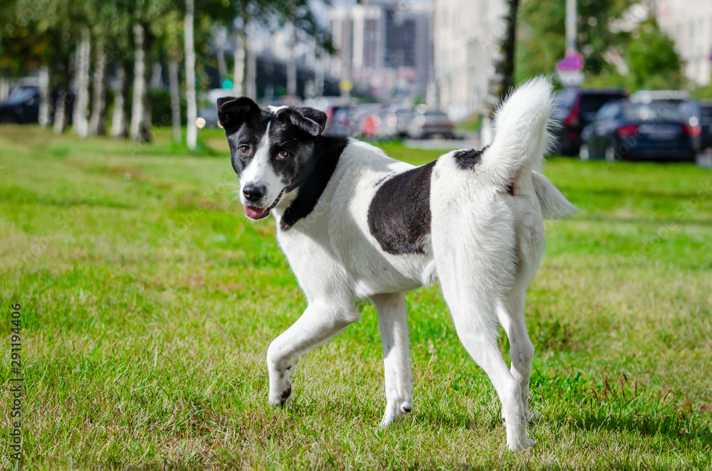The young energetic half-breed dog is looking up. How to protect your dog from overheating. Dog is getting thirsty. The funny face. The young energetic half-breed dog is looking up. How to protect your dog from overheating. Dog is getting thirsty. The funny face.