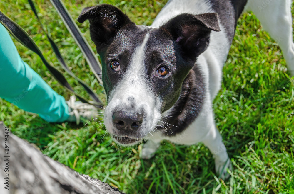 The young energetic half-breed dog is looking up. How to protect your dog from overheating. Dog is getting thirsty. The funny face. The young energetic half-breed dog is looking up. How to protect your dog from overheating. Dog is getting thirsty. The funny face.