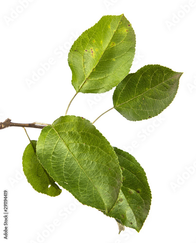 apple tree branch with green leaves isolate. fruit tree branch on an isolated white background