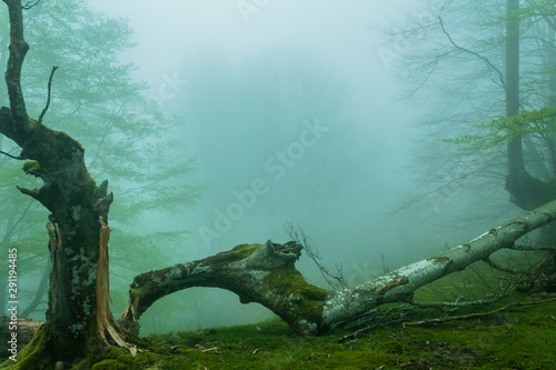cold morning in the forest of Belaustegui, on the hill of Gorbea © iker