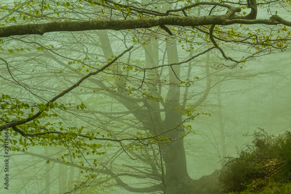 cold morning in the forest of Belaustegui, on the hill of Gorbea cold morning in the forest of Belaustegui, on the hill of Gorbea