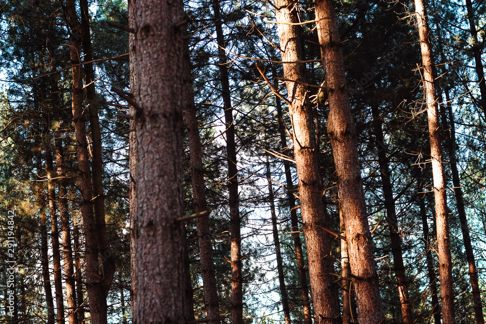 Fototapeta premium Nature