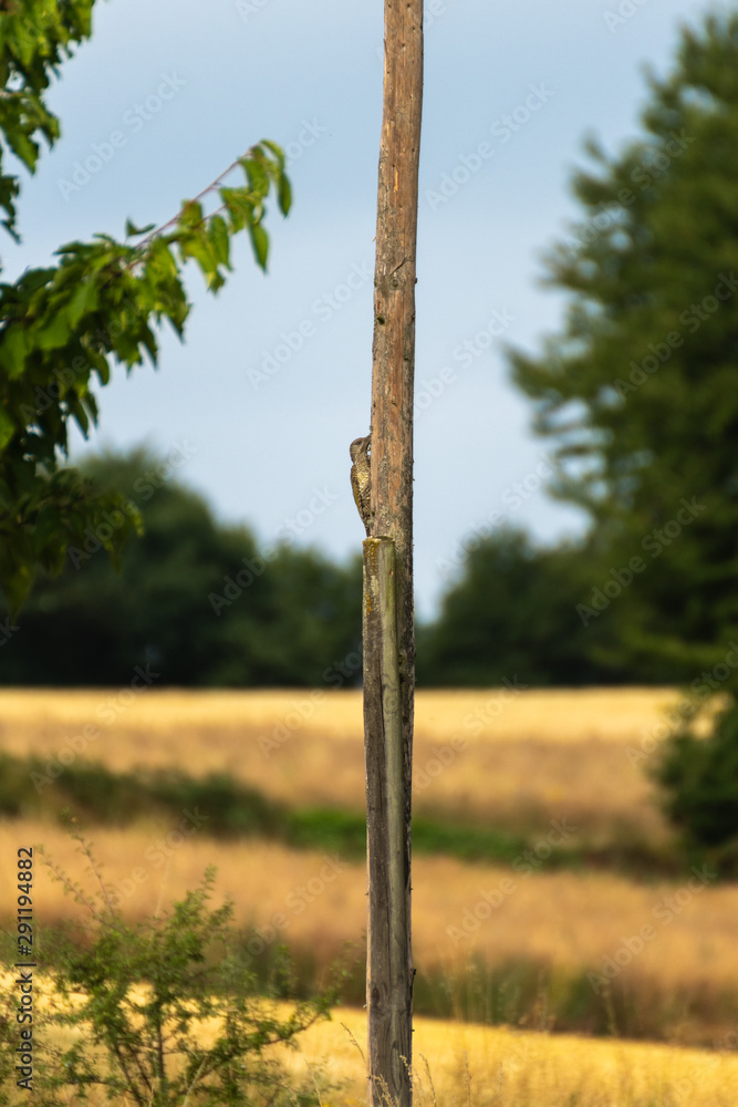 Fototapeta premium Great spotted woodpecker